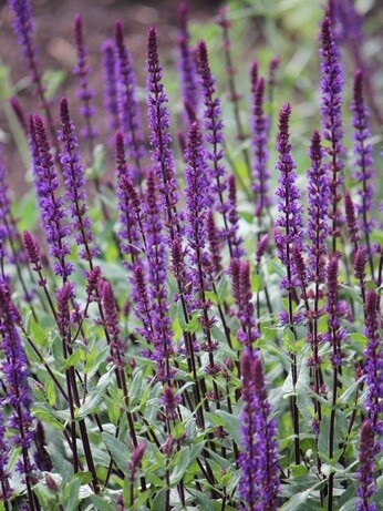 Achillea- How to Grow and Care for Achillea- How to Grow and Care for