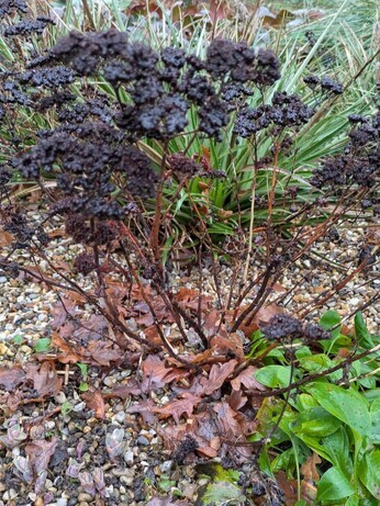 Weekly catch up with garden & propagation Weekly catch up with garden & propagation