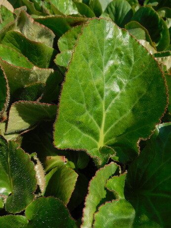 Weekly catch up with garden & propagation Weekly catch up with garden & propagation