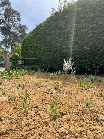 New area of drought-tolerant planting New area of drought-tolerant planting