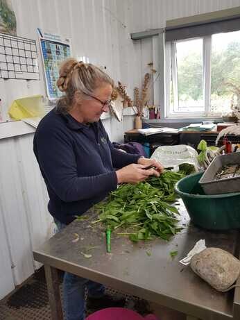 Weekly catch up with garden and propagation Weekly catch up with garden and propagation