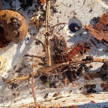 Wild Words from the Ground – Midwinter 2024-2025 Wild Words from the Ground – Midwinter 2024-2025