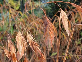 Ornamental Grasses for Autumnal Interest Ornamental Grasses for Autumnal Interest
