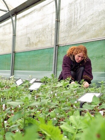 Weekly catch up with gardens & propagation Weekly catch up with gardens & propagation