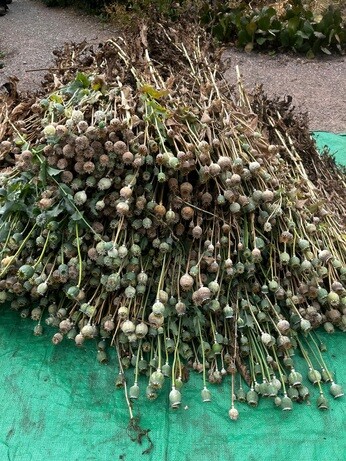 Weekly catch up with garden & propagation Weekly catch up with garden & propagation