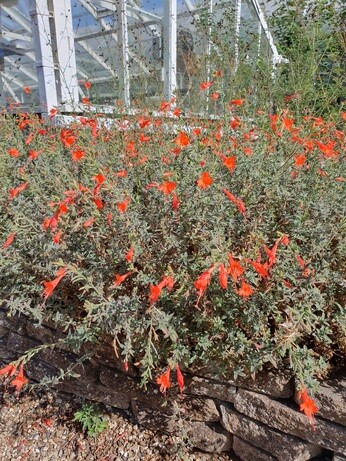 Plants that have stood up to the summer - Gravel Garden Plants that have stood up to the summer - Gravel Garden