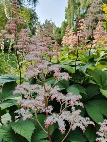Top 10 moisture loving plants Top 10 moisture loving plants