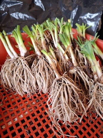 Weekly catch up with gardens & propagation Weekly catch up with gardens & propagation