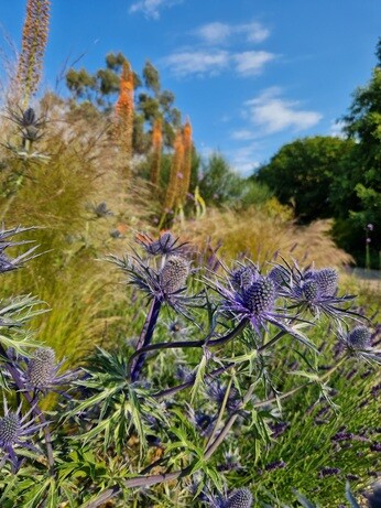 Weekly catch up with garden & propagation Weekly catch up with garden & propagation