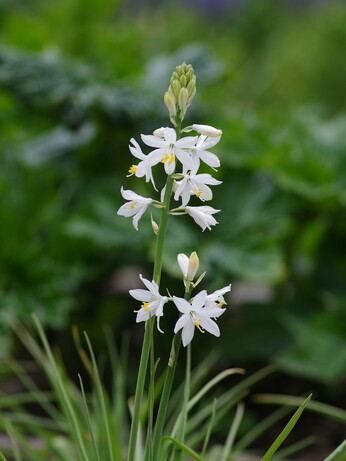 Weekly catch up with gardens & propagation Weekly catch up with gardens & propagation