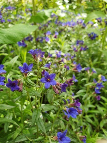 Top 10 unusual plants for a shady area Top 10 unusual plants for a shady area