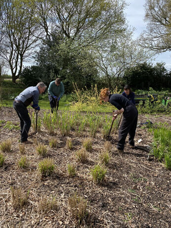 Miscanthus championship - propagation Miscanthus championship - propagation
