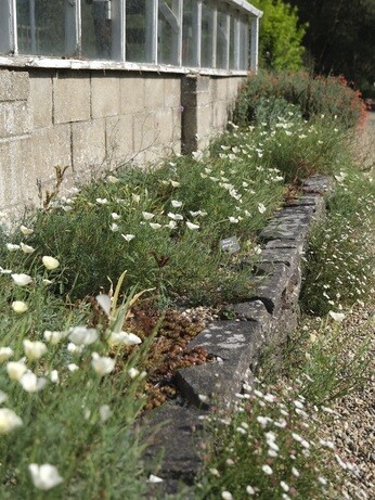 Weekly catch up with garden & propagation Weekly catch up with garden & propagation
