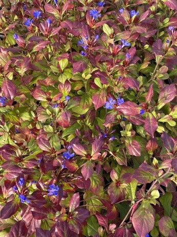 Plants that have stood up to the summer - Gravel Garden Plants that have stood up to the summer - Gravel Garden