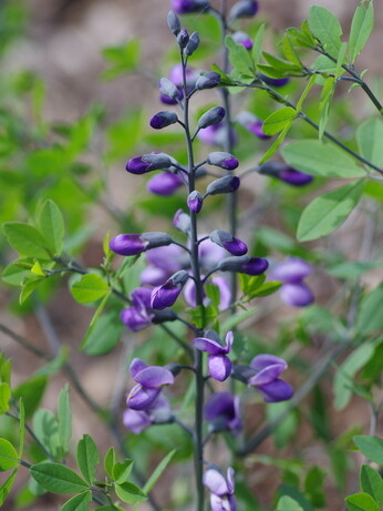 Weekly catch up with garden & propagation Weekly catch up with garden & propagation