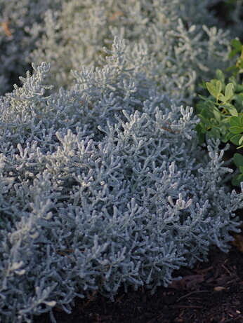 Easy evergreens for winter interest Easy evergreens for winter interest