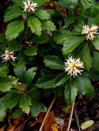 Top 10 unusual plants for a shady area Top 10 unusual plants for a shady area