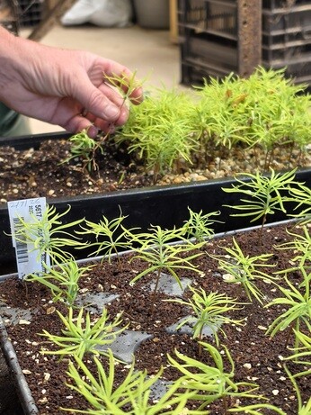 Weekly catch up with garden and propagation Weekly catch up with garden and propagation