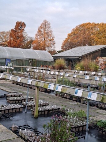 Weekly catch up with garden & propagation Weekly catch up with garden & propagation