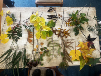 Weekly catch up with garden & propagation Weekly catch up with garden & propagation
