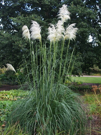 Weekly catch up with garden & propagation Weekly catch up with garden & propagation