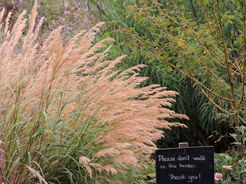 Ornamental Grasses for Autumnal Interest Ornamental Grasses for Autumnal Interest