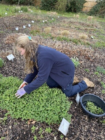 A guide to taking cuttings A guide to taking cuttings