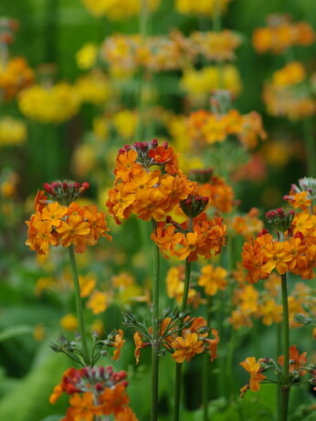 Plant combination ideas in June Plant combination ideas in June