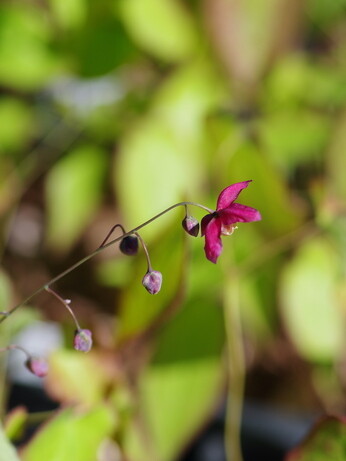 How to grow epimedium How to grow epimedium