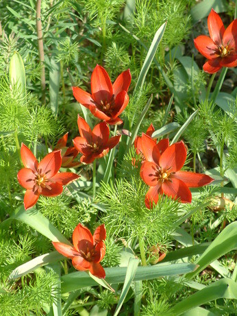 Species tulips and how to grow them Species tulips and how to grow them