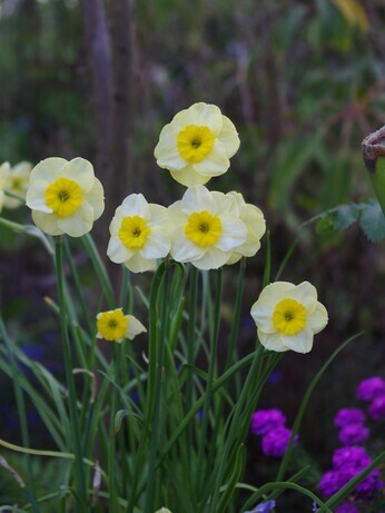 Our favourite spring bulbs Our favourite spring bulbs