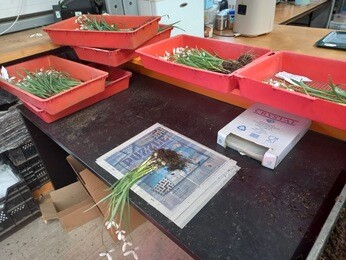Weekly catch up with garden & propagation Weekly catch up with garden & propagation