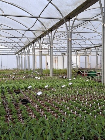 Weekly catch up with garden & propagation Weekly catch up with garden & propagation
