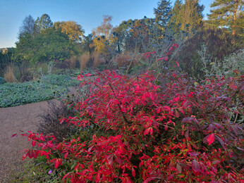 Brilliant autumn colour Brilliant autumn colour
