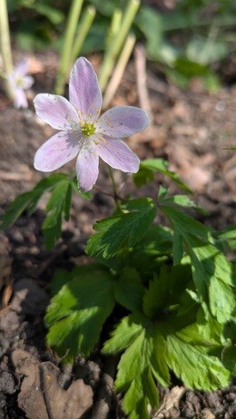 Weekly catch up with garden & propagation Weekly catch up with garden & propagation