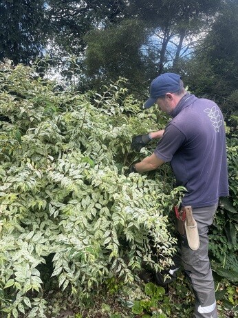 Weekly catch up with garden & propagation Weekly catch up with garden & propagation