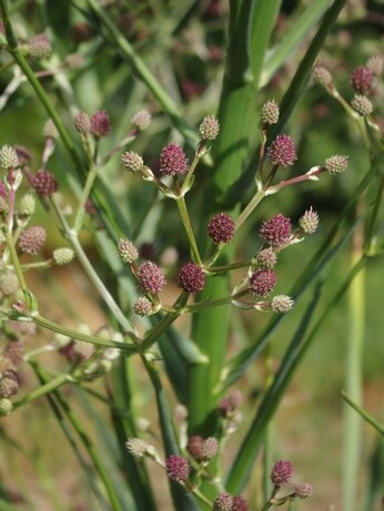 Plant profile - eryngium Plant profile - eryngium