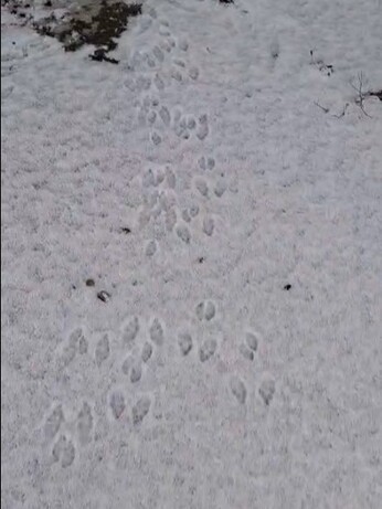 Wild Words from the Ground - December/January Wild Words from the Ground - December/January