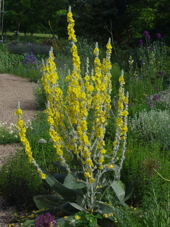 Garden connections – planting at Benton End Garden connections – planting at Benton End