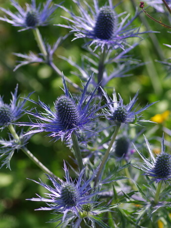 How to grow eryngium (sea holly) How to grow eryngium (sea holly)
