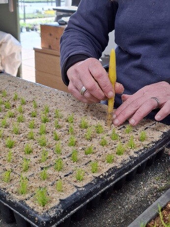 Weekly catch up with garden & propagation Weekly catch up with garden & propagation