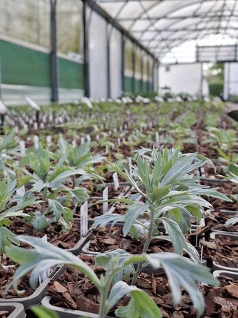 Weekly catch up with garden & propagation Weekly catch up with garden & propagation