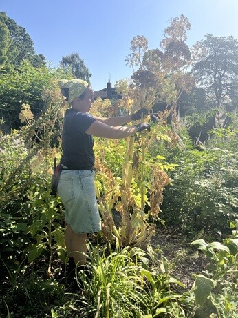 Weekly catch up with garden and propagation Weekly catch up with garden and propagation