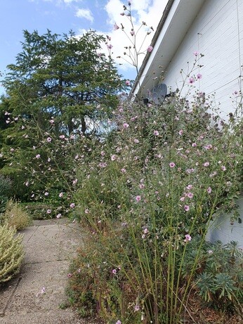 Plants that have stood up to the summer - Gravel Garden Plants that have stood up to the summer - Gravel Garden