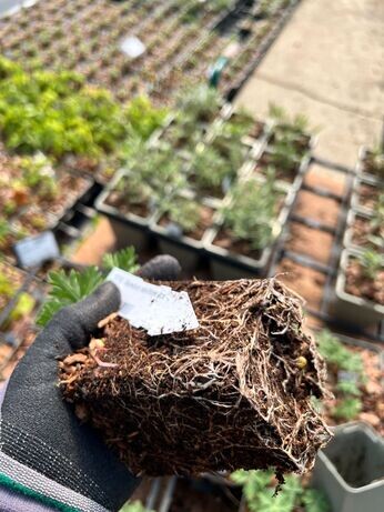 Weekly catch up with gardens & propagation Weekly catch up with gardens & propagation