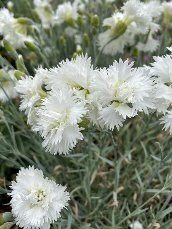 Weekly catch up with garden & propagation Weekly catch up with garden & propagation