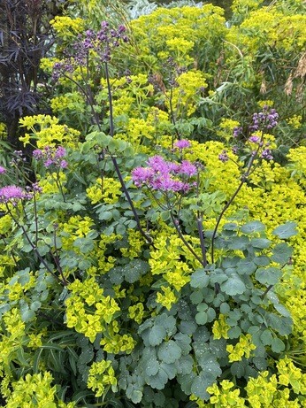 Perennials for Great Autumn Colour Perennials for Great Autumn Colour