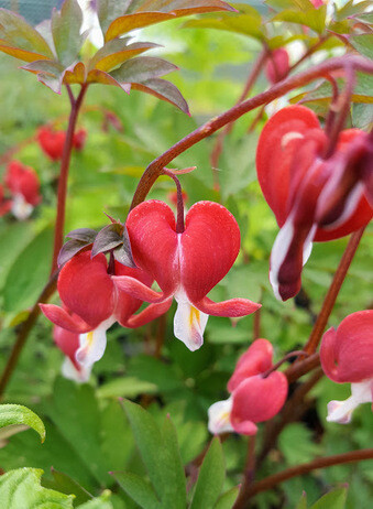Autumn Planting: helping gardeners adapt to a changing climate Autumn Planting: helping gardeners adapt to a changing climate