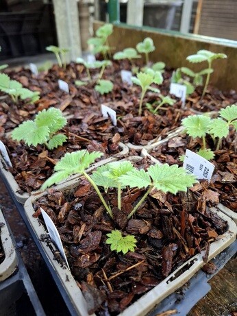 News from the garden and propagation News from the garden and propagation