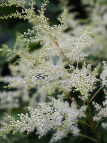 Plant profile - astilbe Plant profile - astilbe